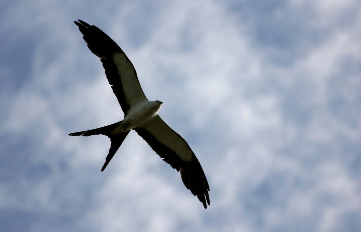 Swallow Tailed Kite, photo by cuatrok77, flicker photographed by cuatrok77, flickr.com