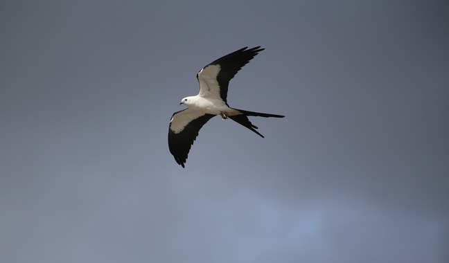 Swallow Tailed Kite, photo by cuatrok77, flicker photographed by cuatrok77, flickr.com