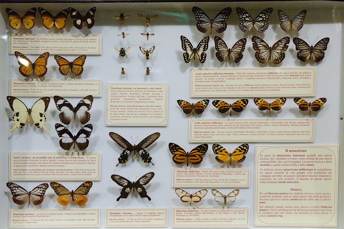 Butterflies, Museo di Storia Naturale di Firenze, Florence Italy photographed by luxagraf