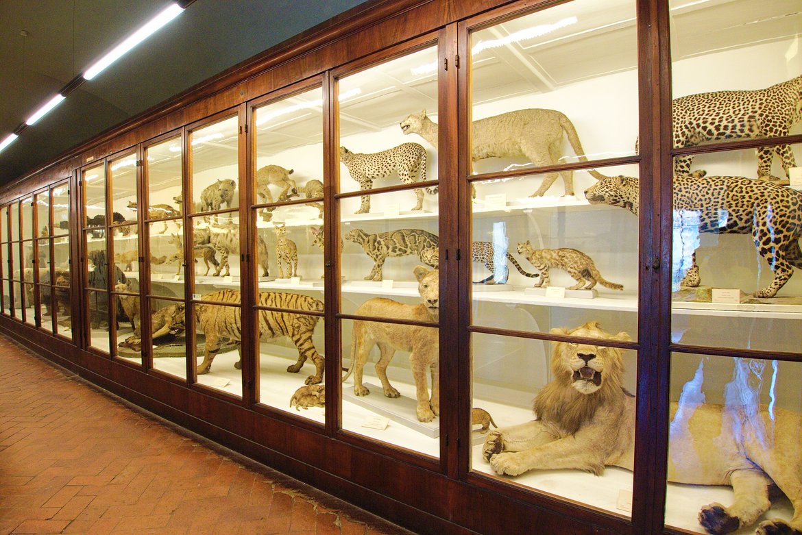 big cats, Museo di Storia Naturale di Firenze, Florence, Italy photographed by luxagraf