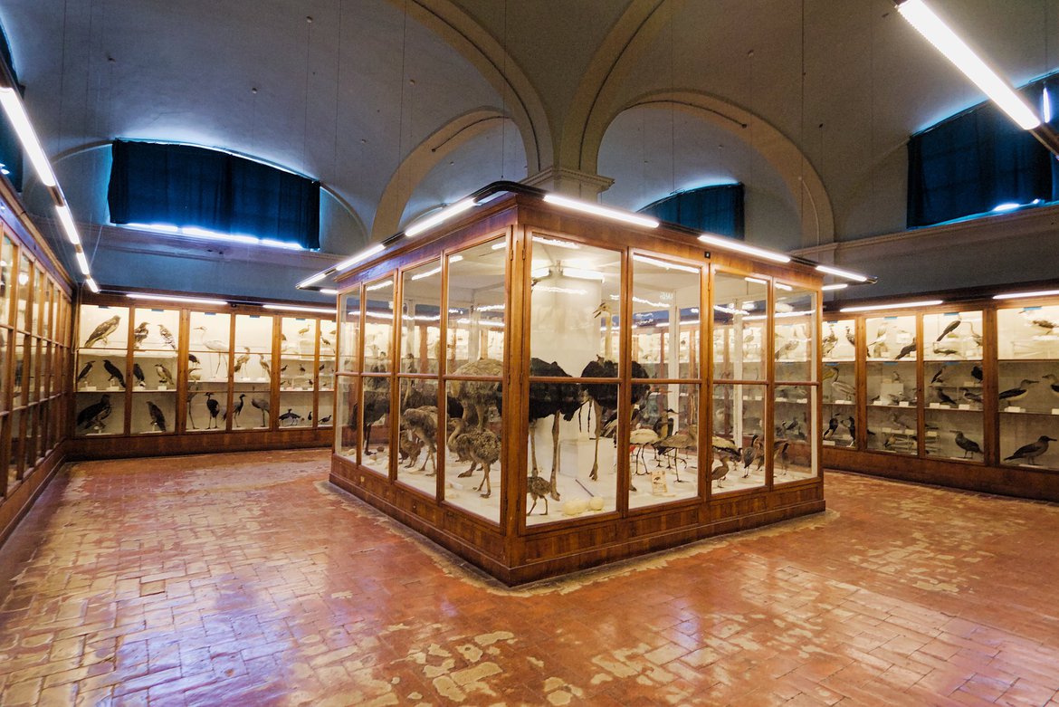 glass cases in the bird room, Museo di Storia Naturale di Firenze, Firenze, Italy photographed by luxagraf