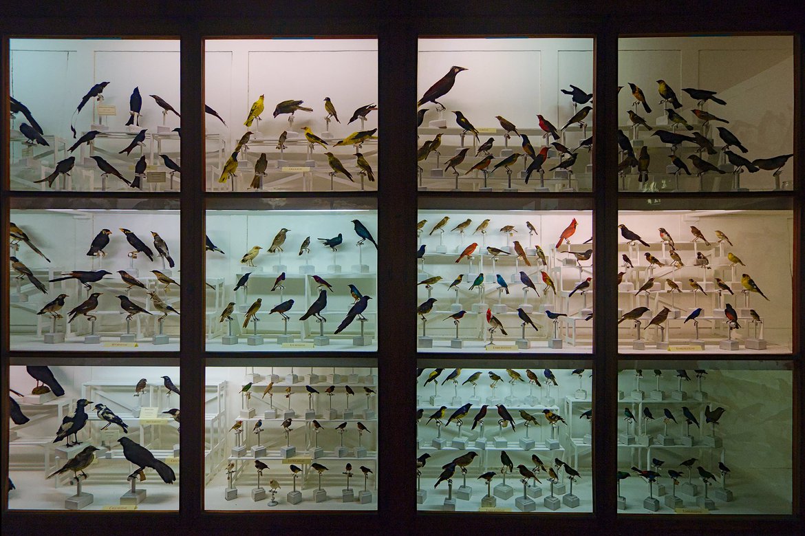 birds in glass cases, Museo di Storia Naturale di Firenze, Florence, Italy photographed by luxagraf