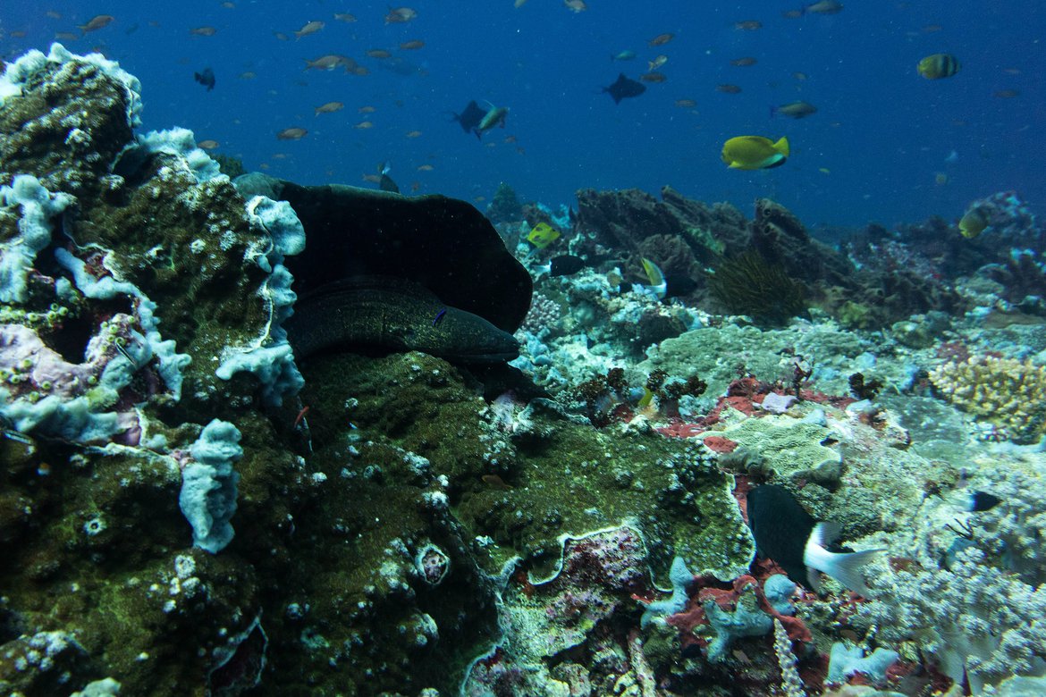 Fish and reef off Nusa Lembongan, Bali. Image by Ilse Reijs and Jan-Noud Hutten, Flickr photographed by stef bemba, Flickr