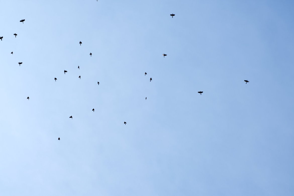 flock of birds in the sky photographed by luxagraf