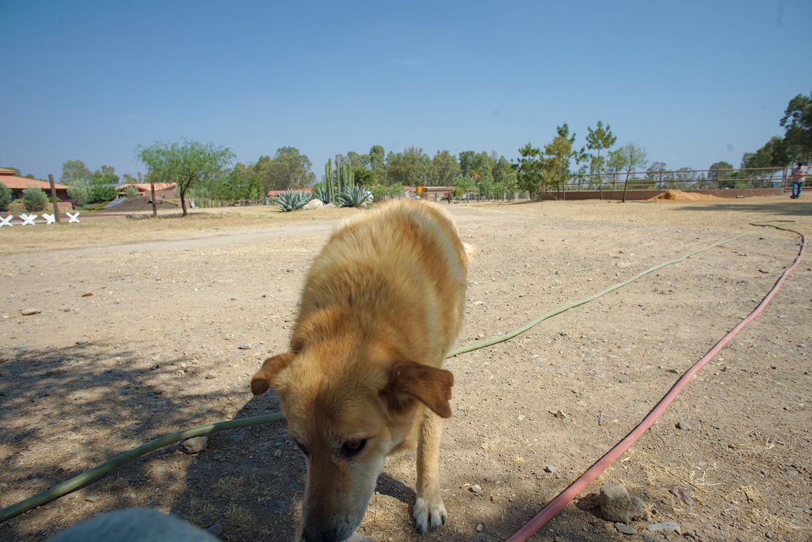 Dog on ranch outside of San Miguel de Allende photographed by luxagraf
