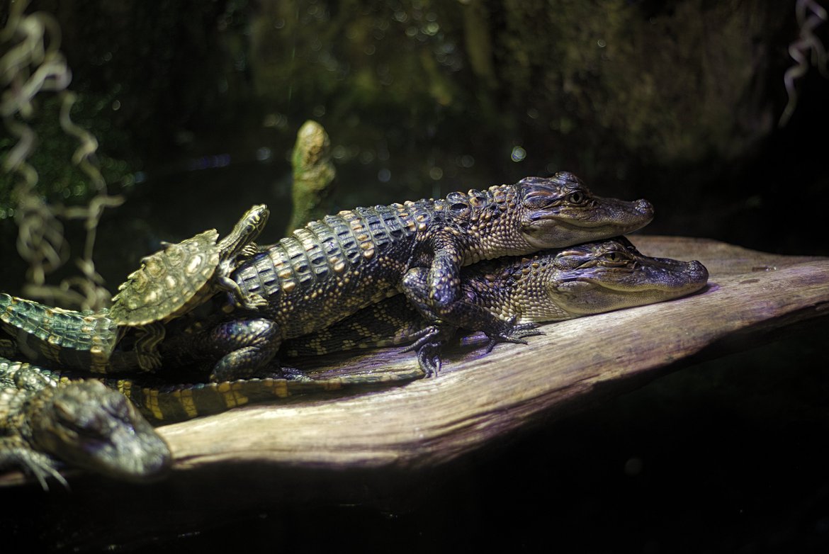 reptile pile, Natural History Museum, Jackson, MS photographed by luxagraf