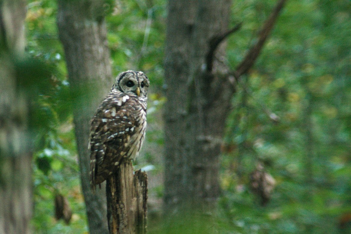 barred owl, watson mill state park, ga photographed by Scott Gilbertson
