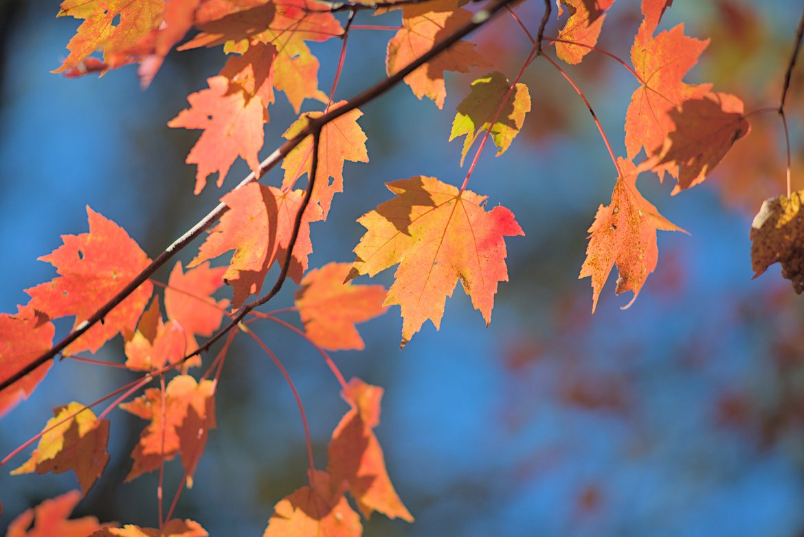 close up of bright orange leaves, fall colors photographed by luxagraf