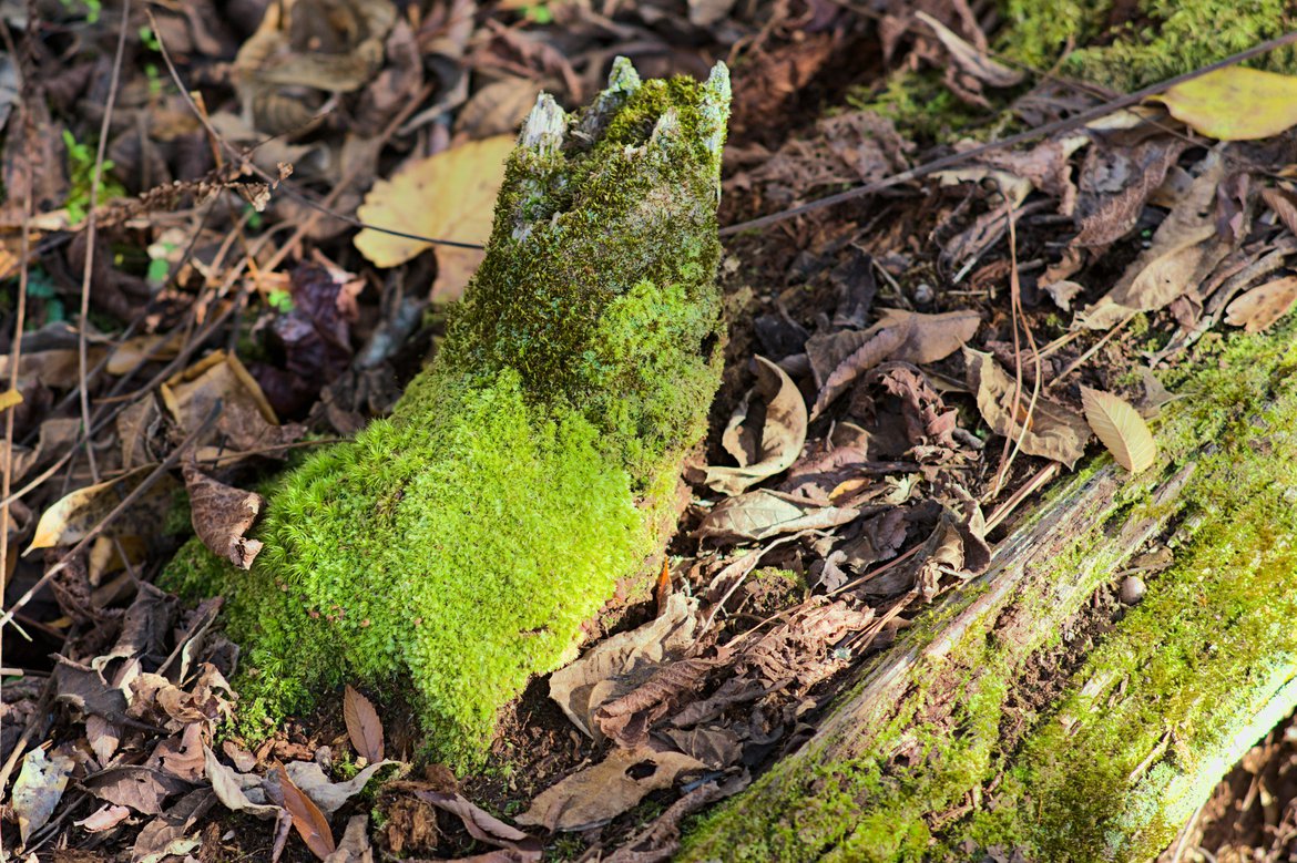 mossy green tree stump and log photographed by luxagraf