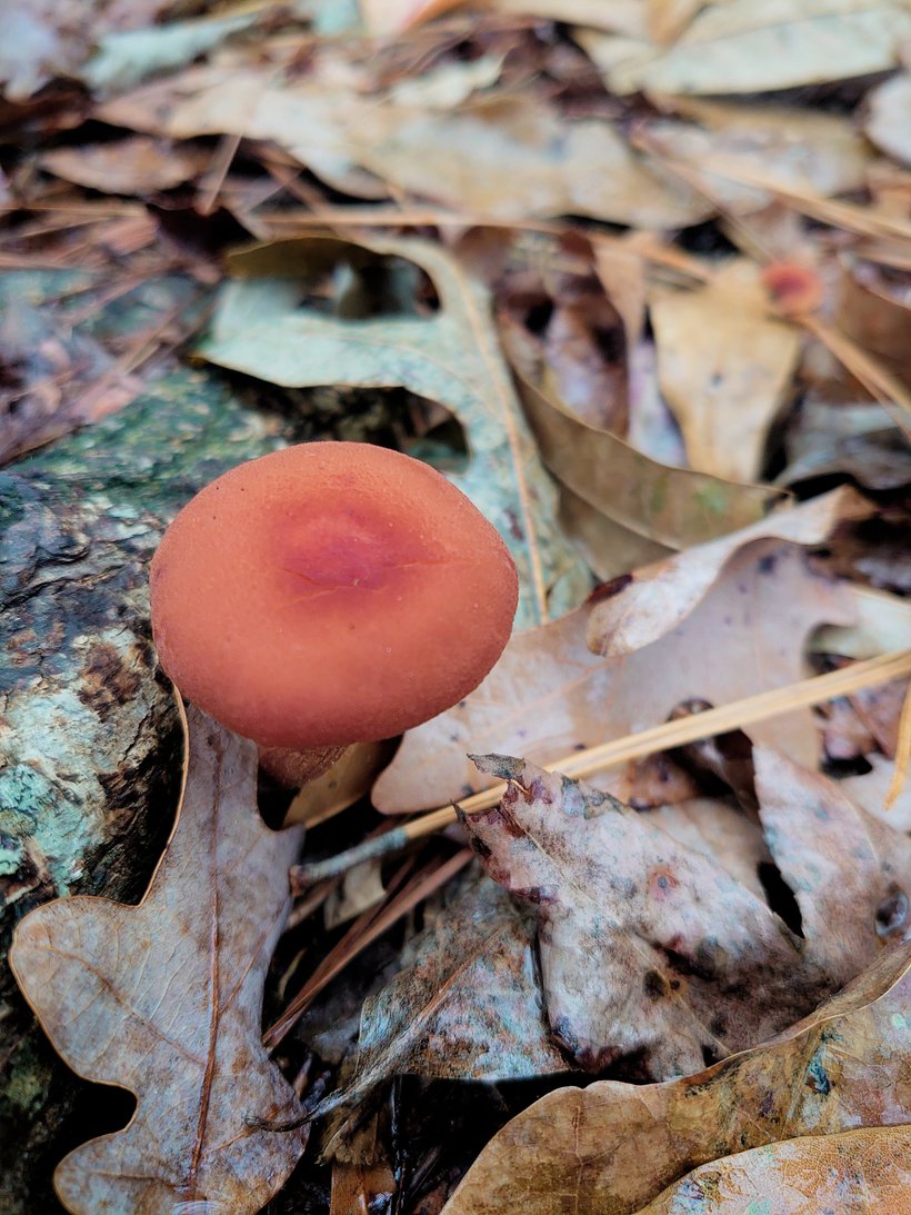orange mushroom growing on the forest floor photographed by luxagraf