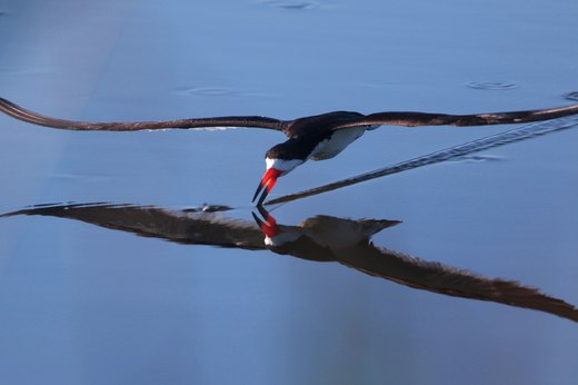 black skimmer photographed by fishhawk, Flickr CC
