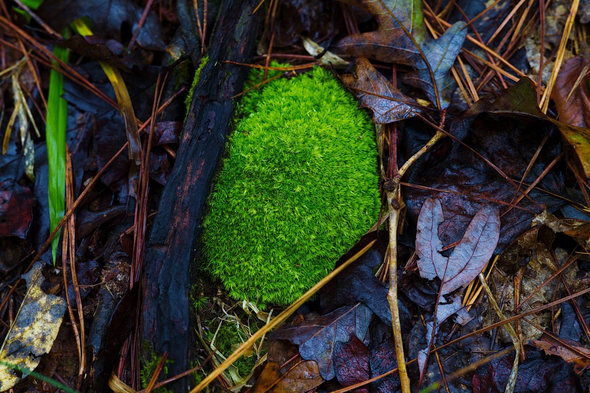 mossy rock, watson mill state park, ga photographed by luxagraf