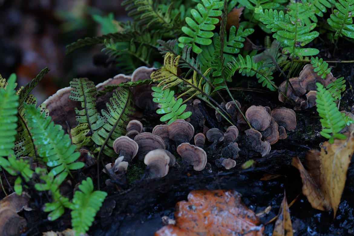 ferns and lichen, watson mill state park, ga photographed by Scott Gilbertson