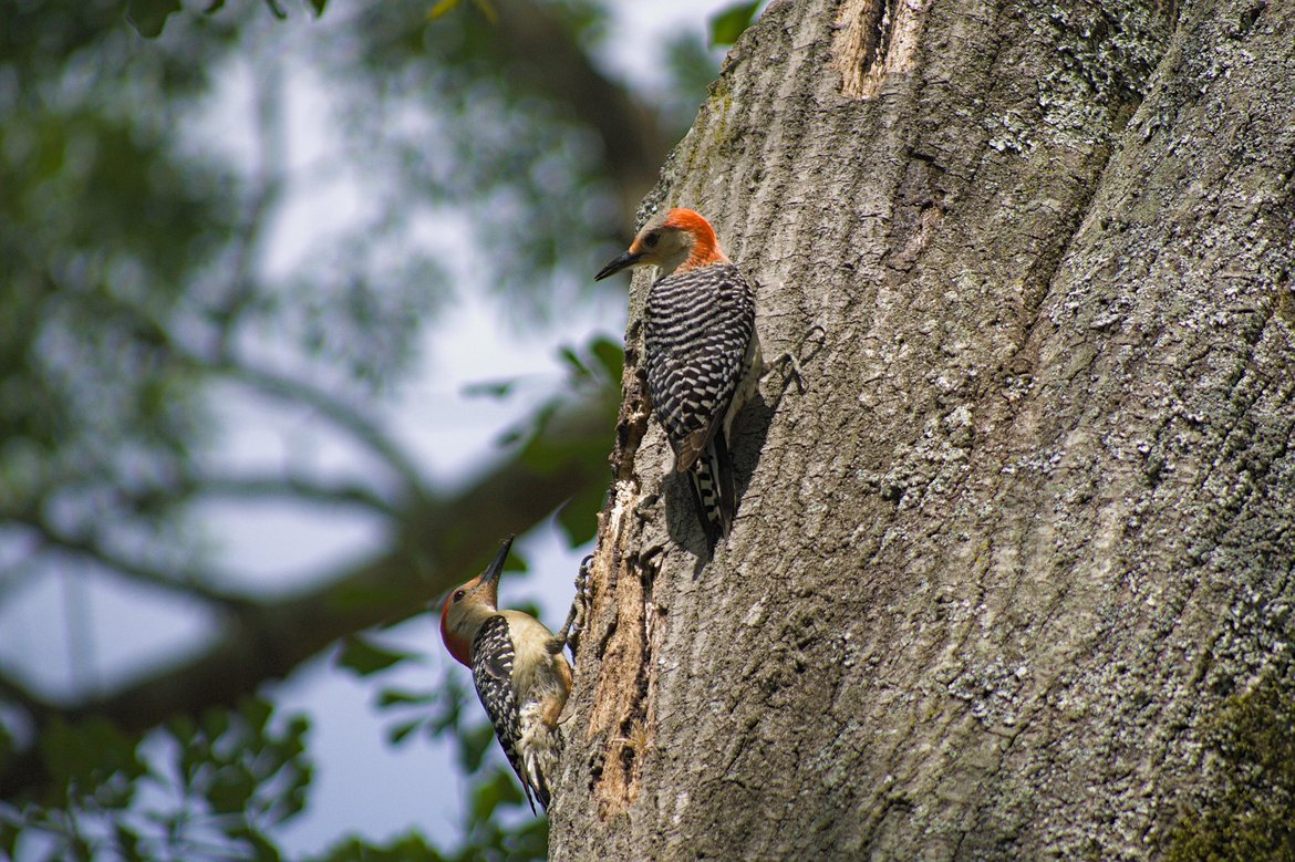 red bellied woodpeckers on oak tree photographed by luxagraf