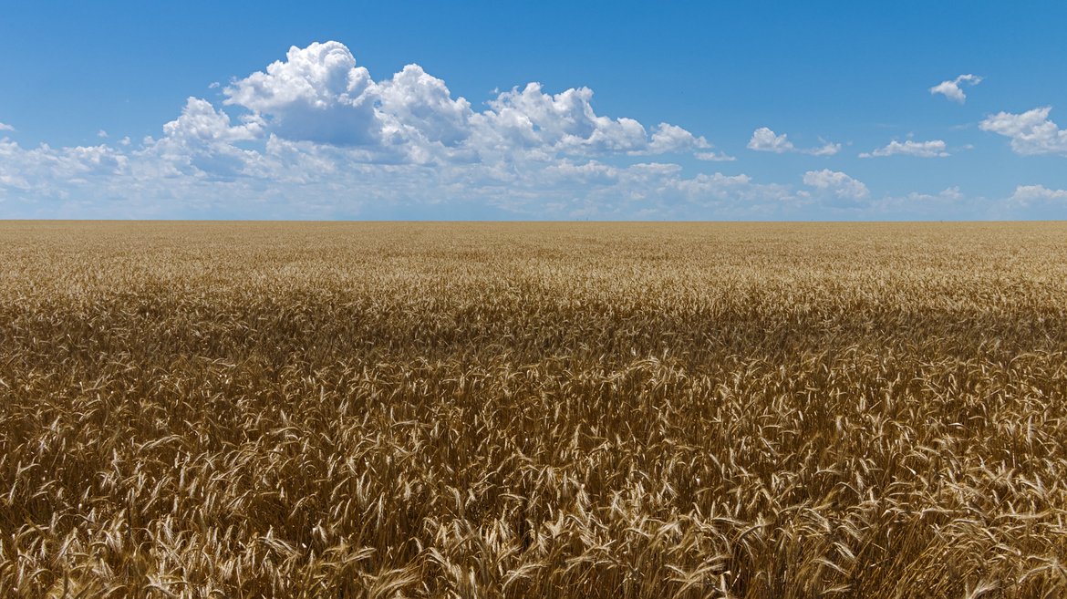 wheat fields, comanche national grassland, colorado photographed by luxagraf