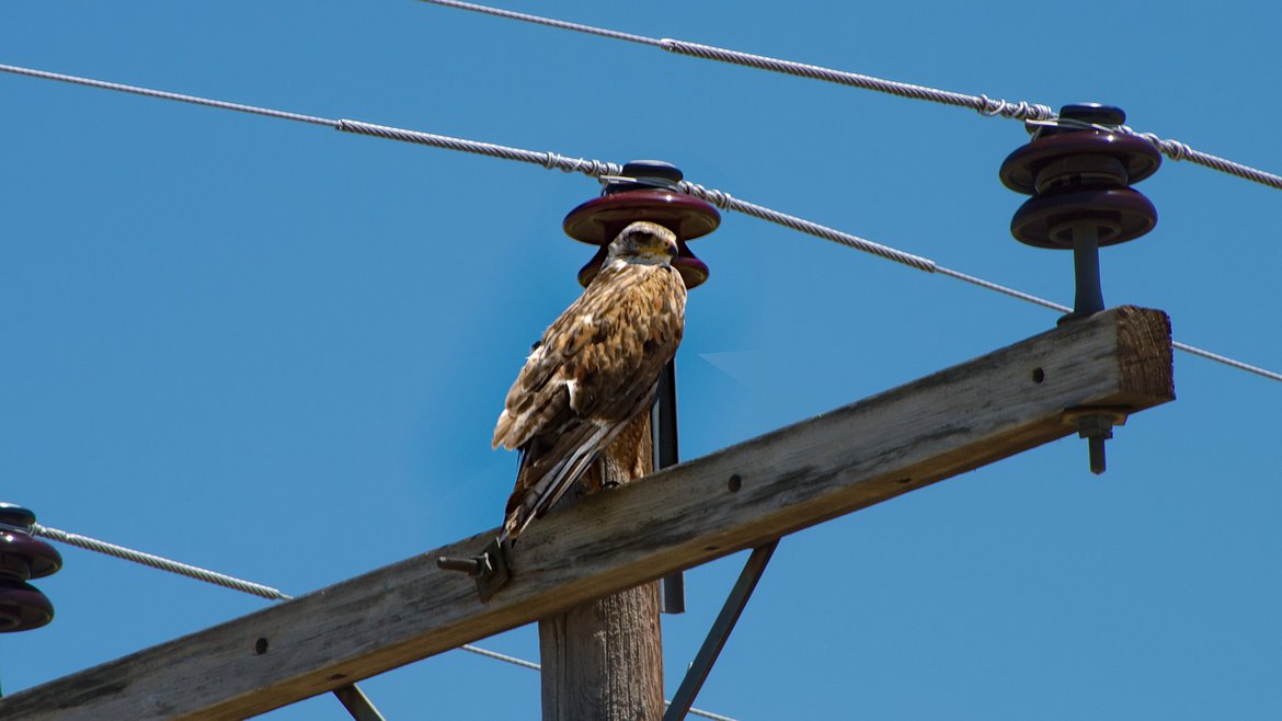 Red tailed hawk, comanche national grassland, colorado photographed by luxagraf