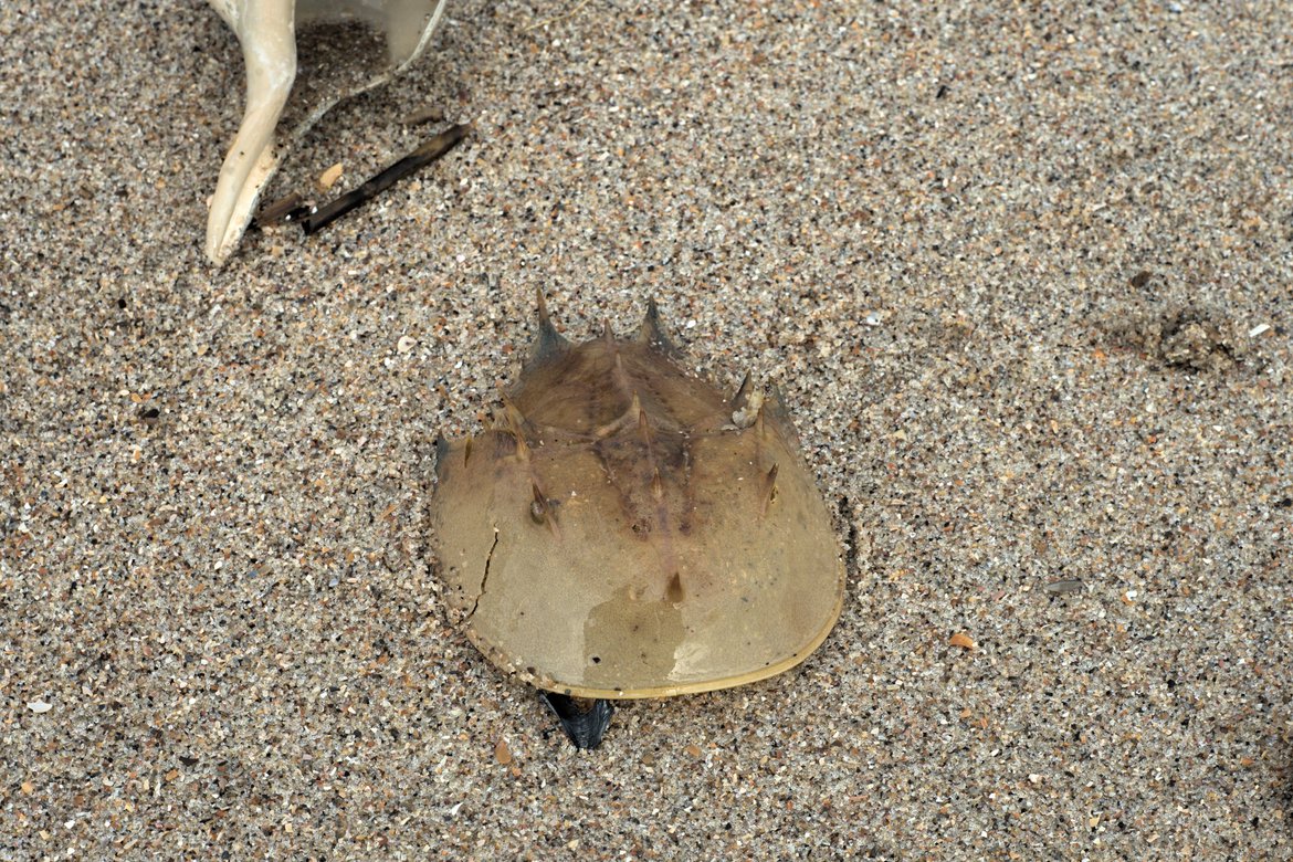 horseshoe crab shell in the sand, edisto beach photographed by luxagraf