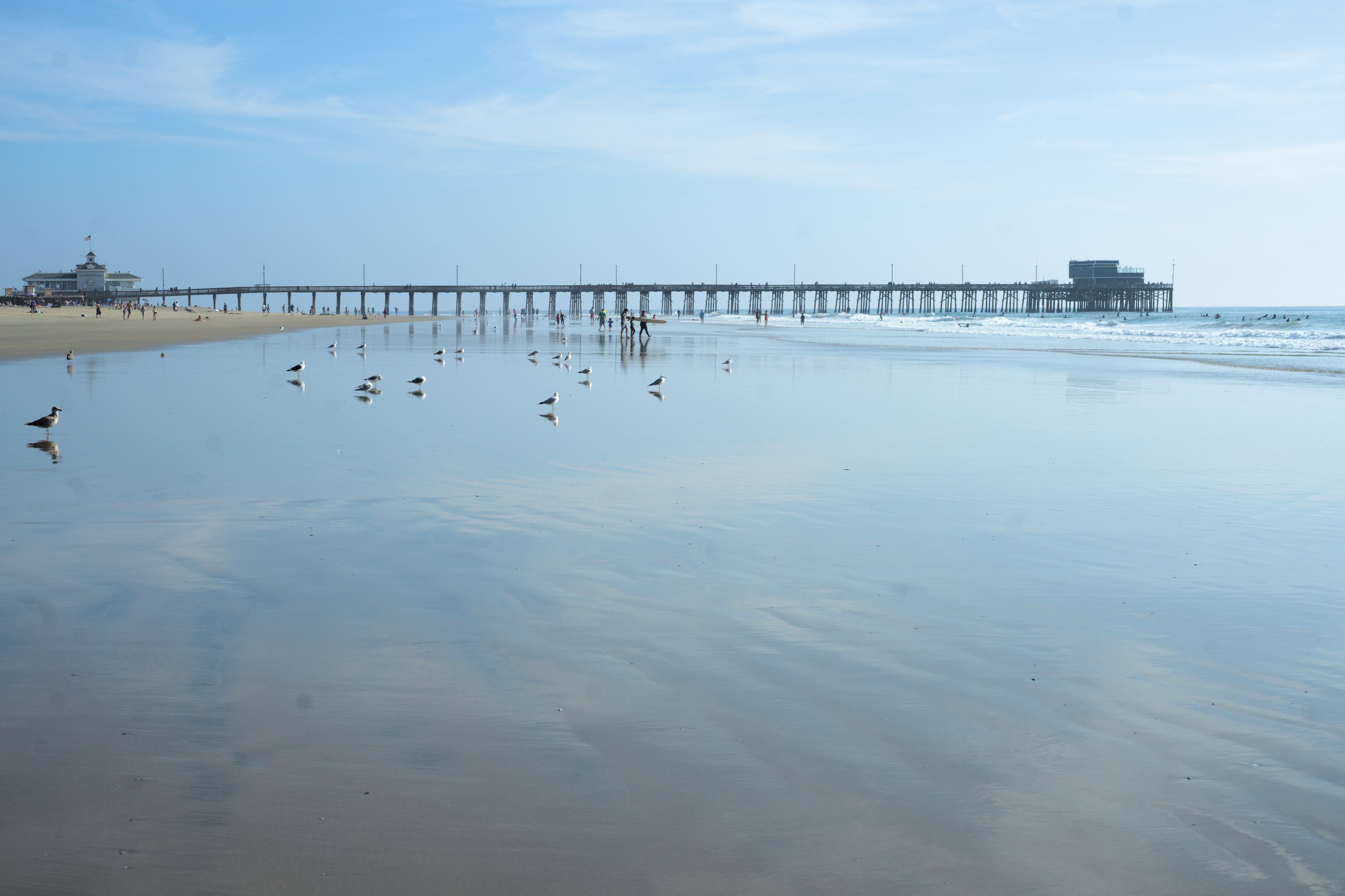 seagulls, newport pier, newport beach, ca photographed by luxagraf