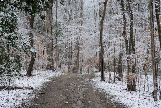 dirt road through the snowy woods photographed by luxagraf