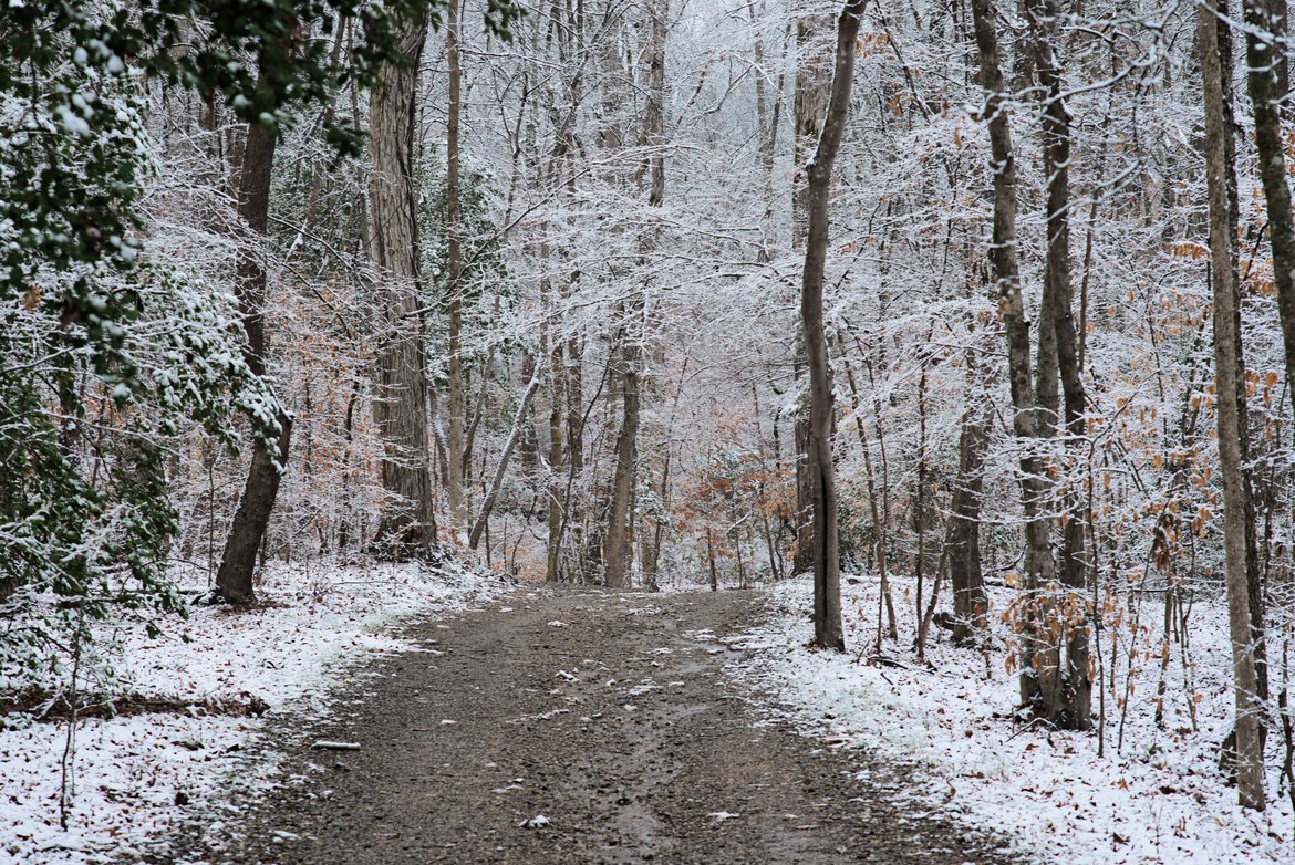 dirt road through the snowy woods by Scott Gilbertson