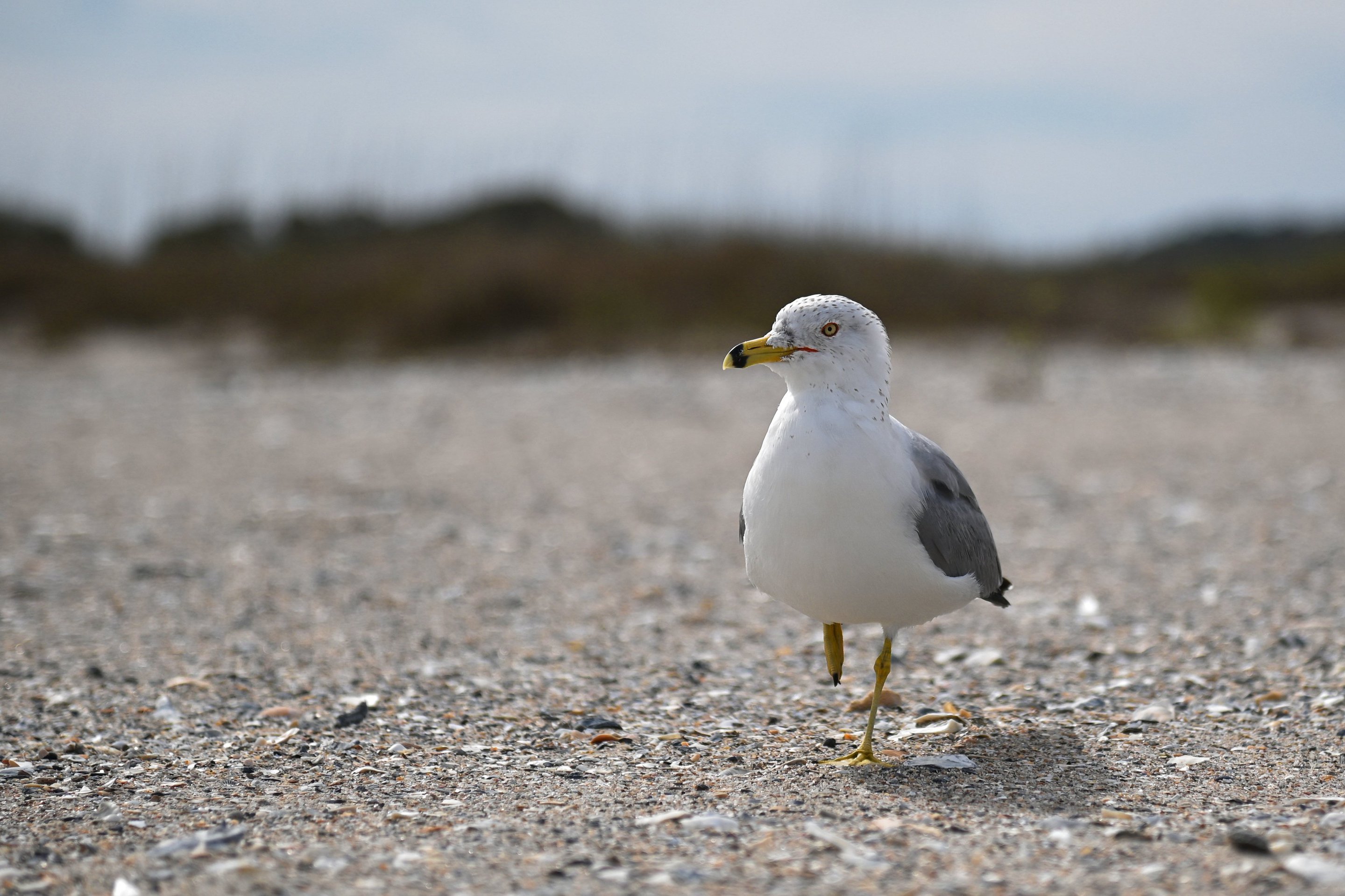 seagull on the beach, close up, edisto state beach, sc photographed by luxagraf