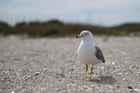 seagull on the beach, close up, edisto state beach, sc
