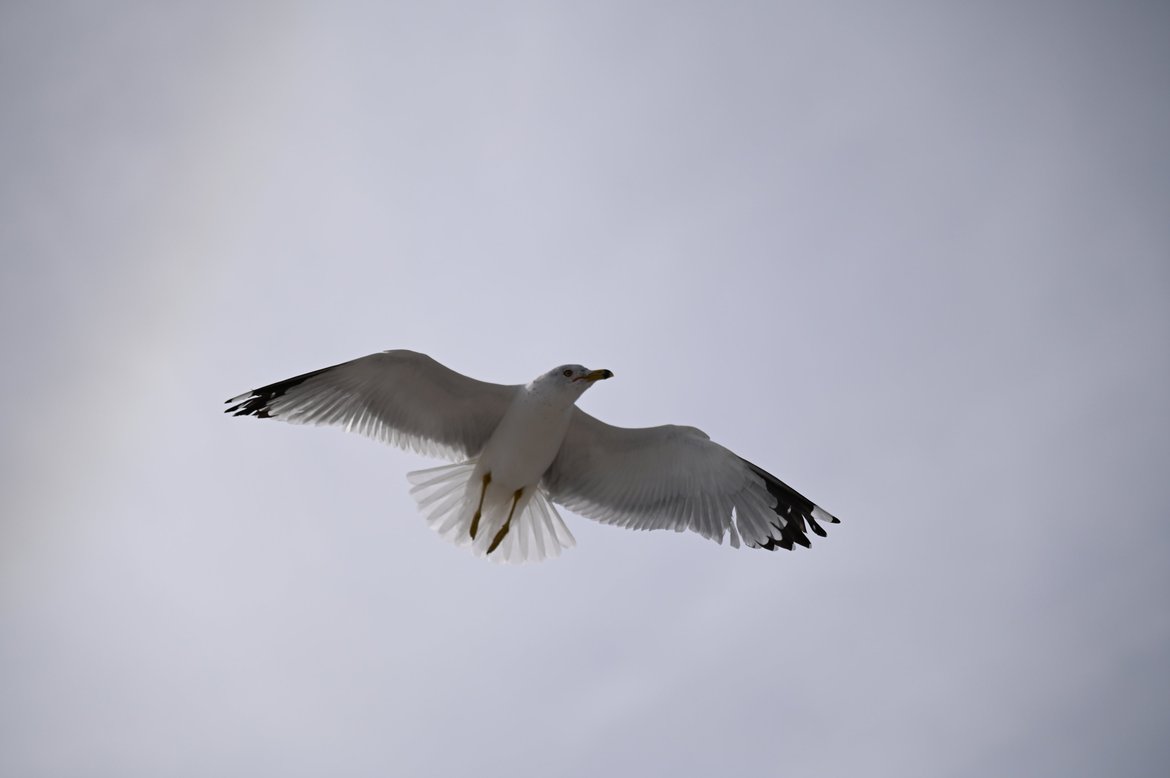 seagull in flight, edisto beach, sc photographed by luxagraf