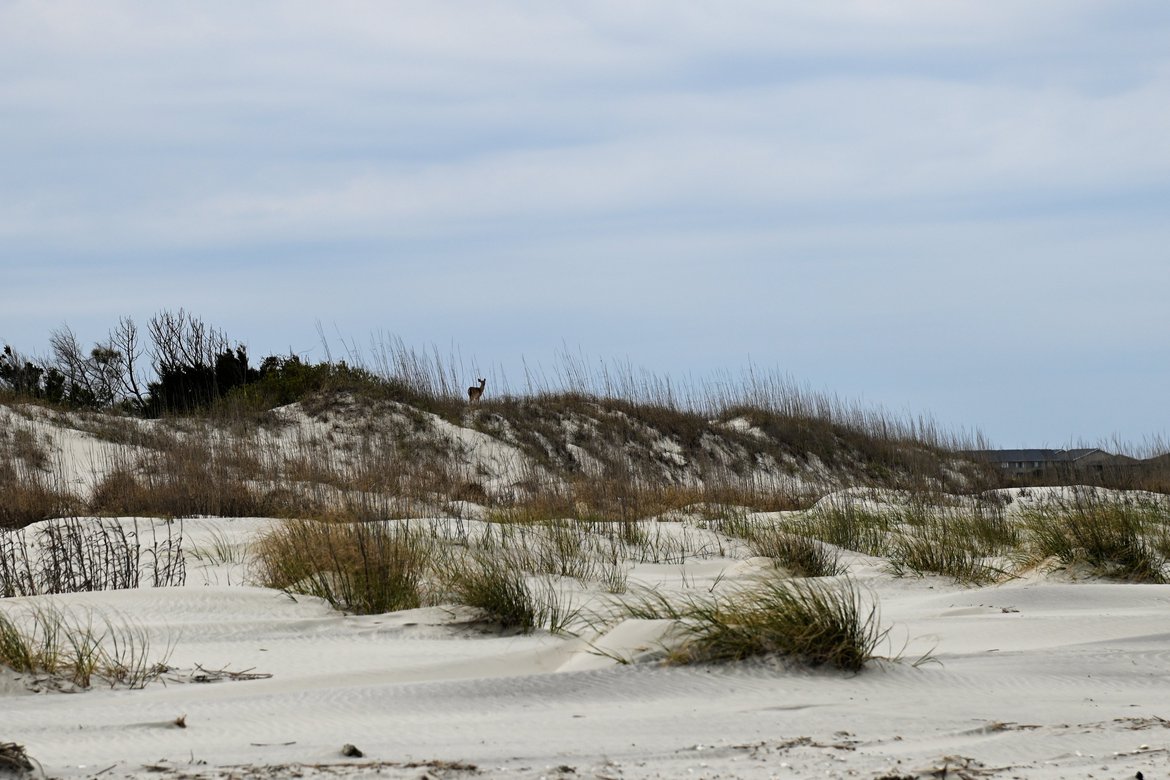 deer on the dunes, hunting island photographed by luxagraf