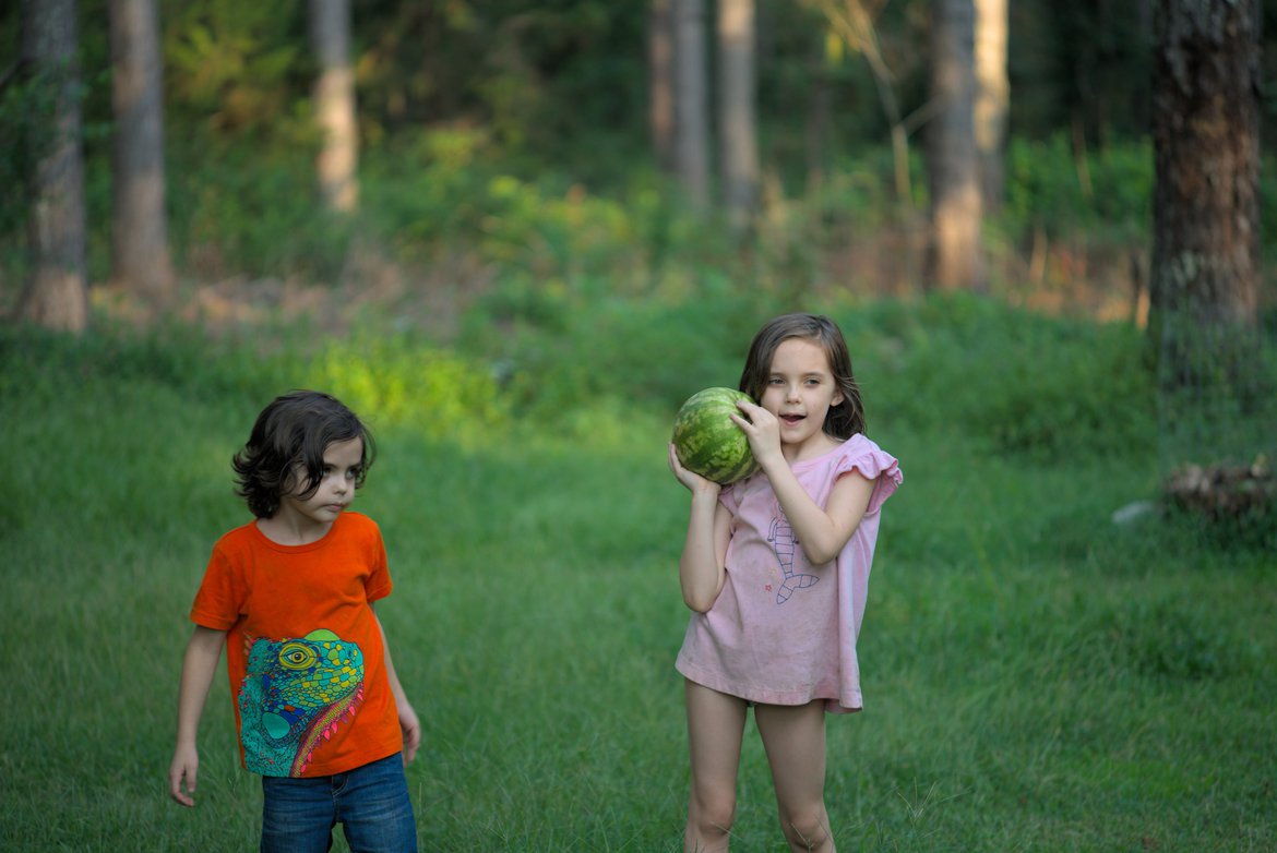 homegrown (small) watermelon photographed by Scott Gilbertson