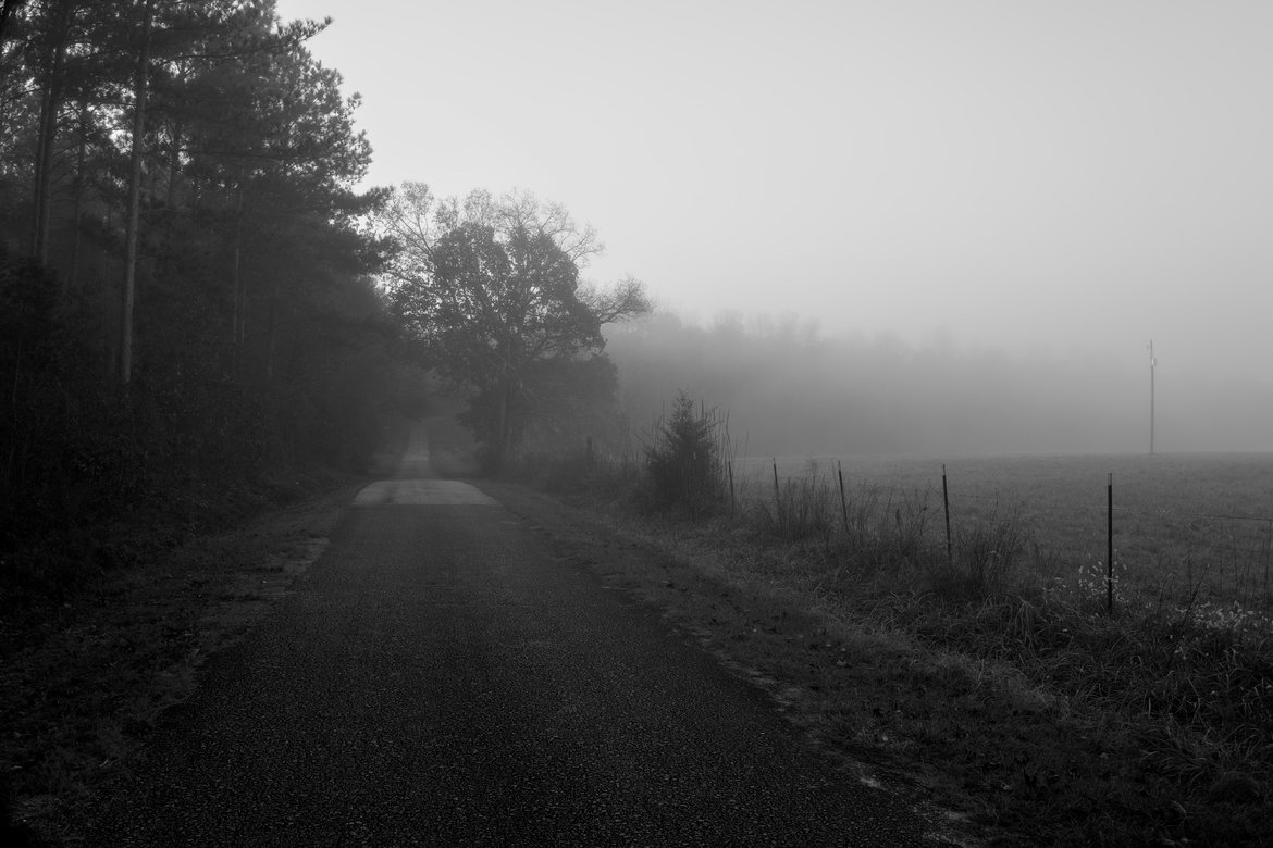 fog road trees photographed by luxagraf