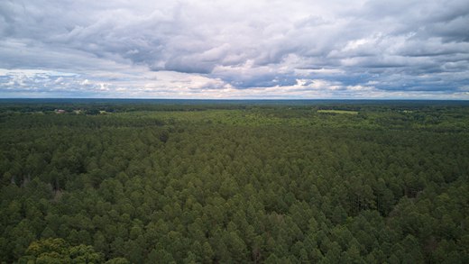 pine forest from the air photographed by luxagraf