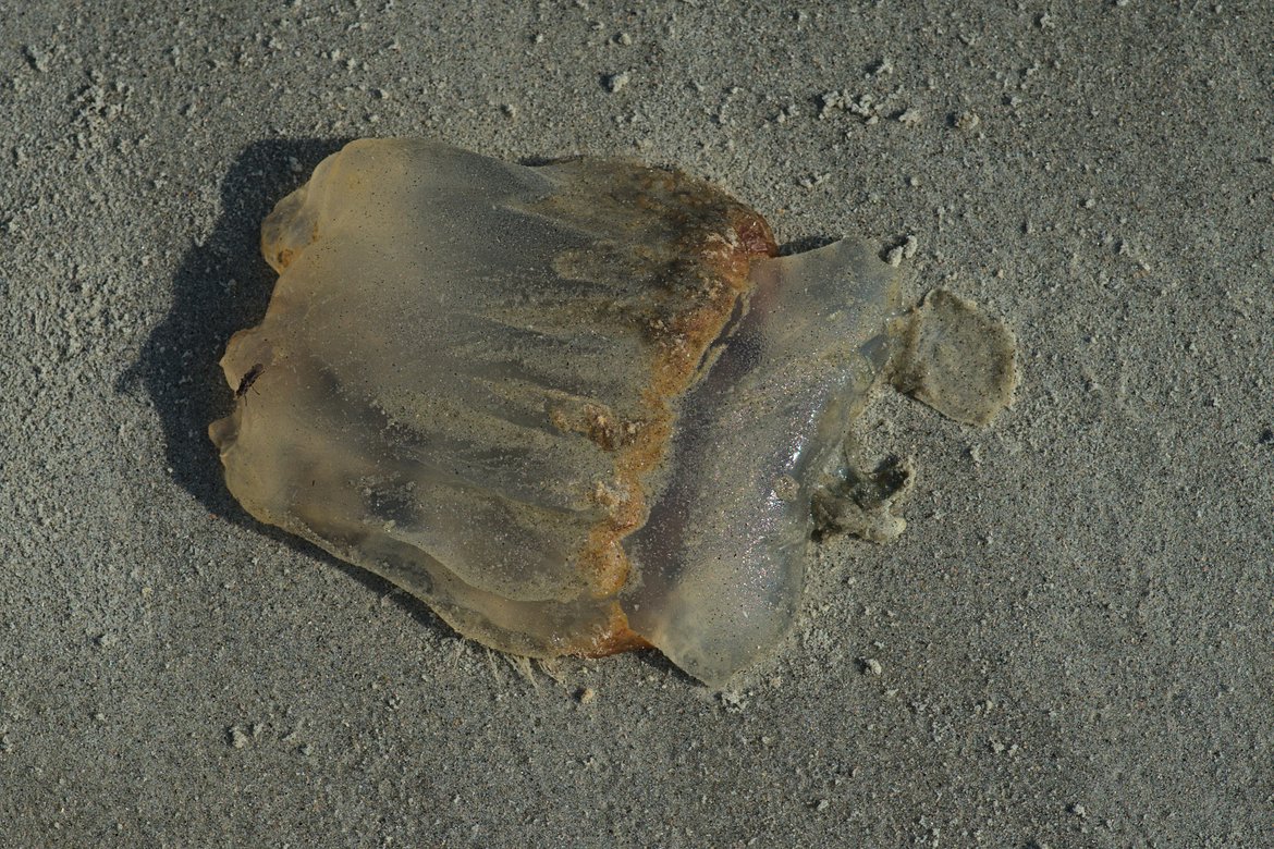 jellyfish on the beach, hunting island photographed by luxagraf