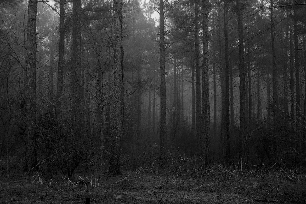 fog in the trees photographed by Scott Gilbertson