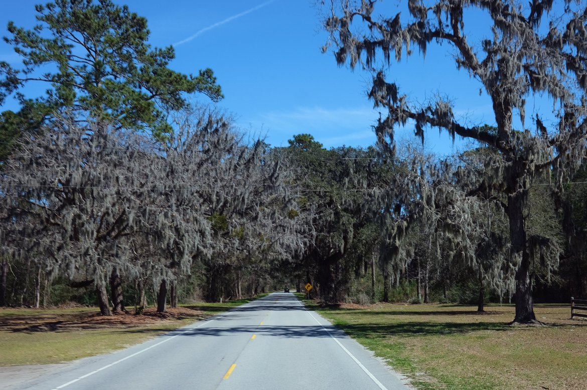oak trees with spanish moss, edisto island, sc photographed by luxagraf