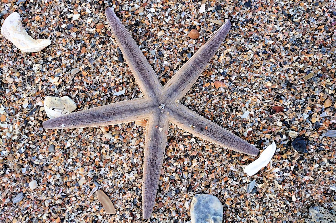 starfish on the sand photographed by luxagraf