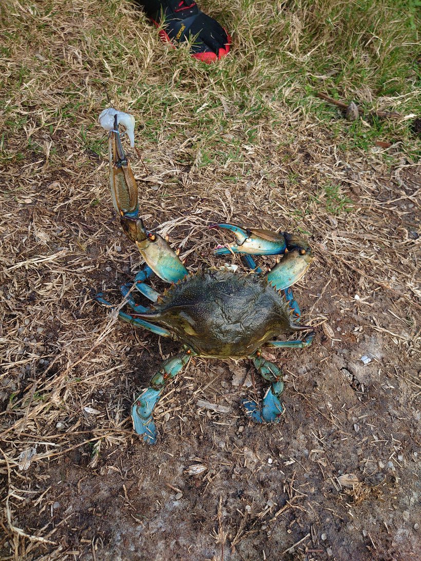 blue crab photographed by luxagraf