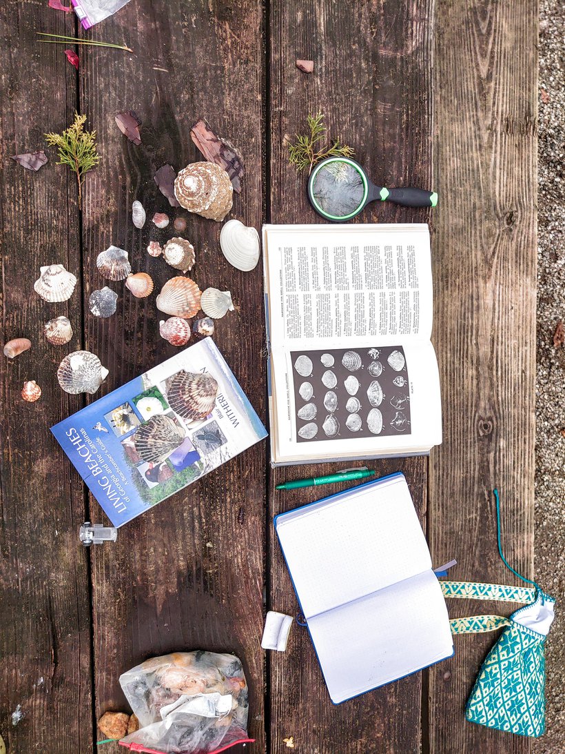 seashells, books, magnifying glass photographed by luxagraf