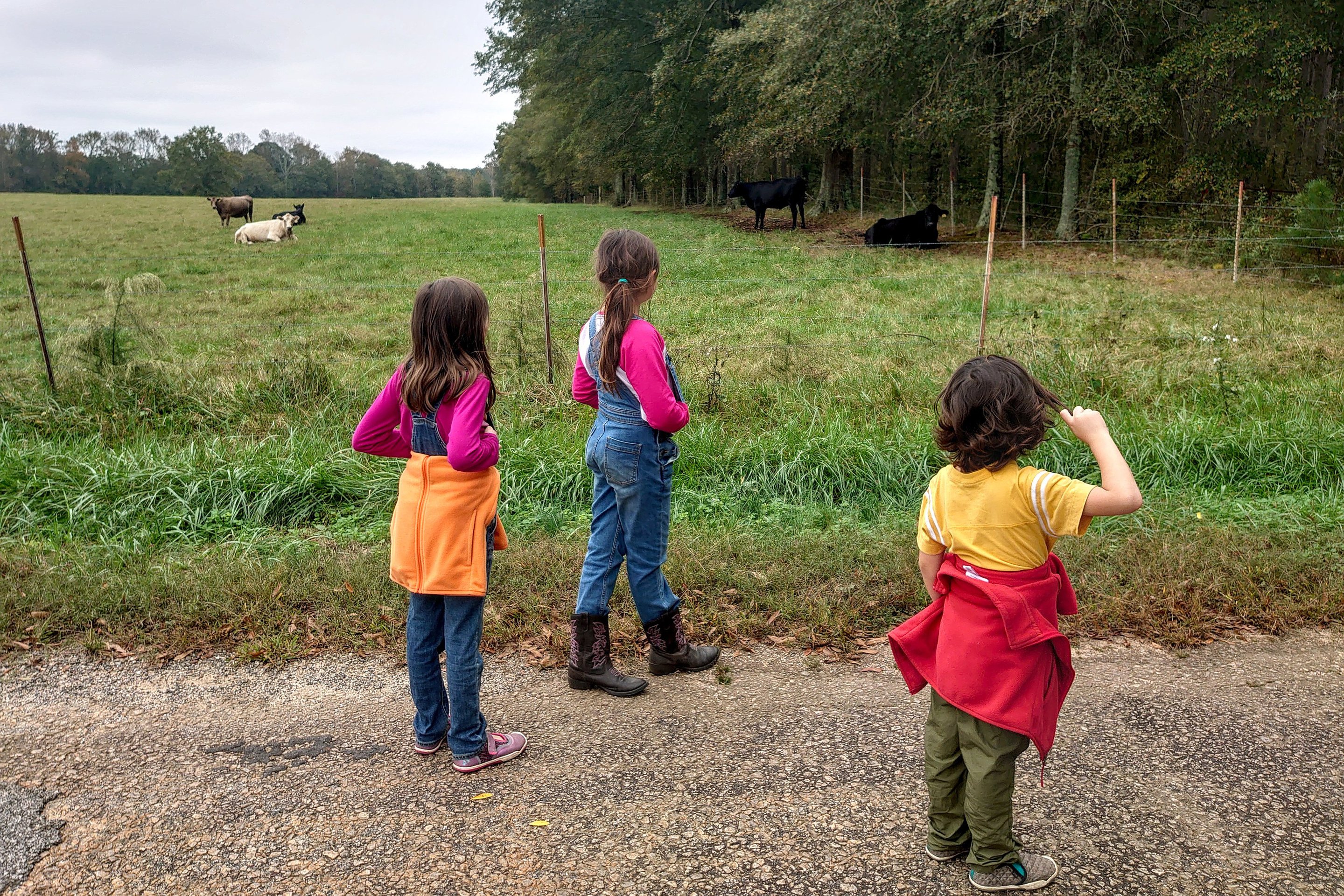 kids watching the cows photographed by luxagraf
