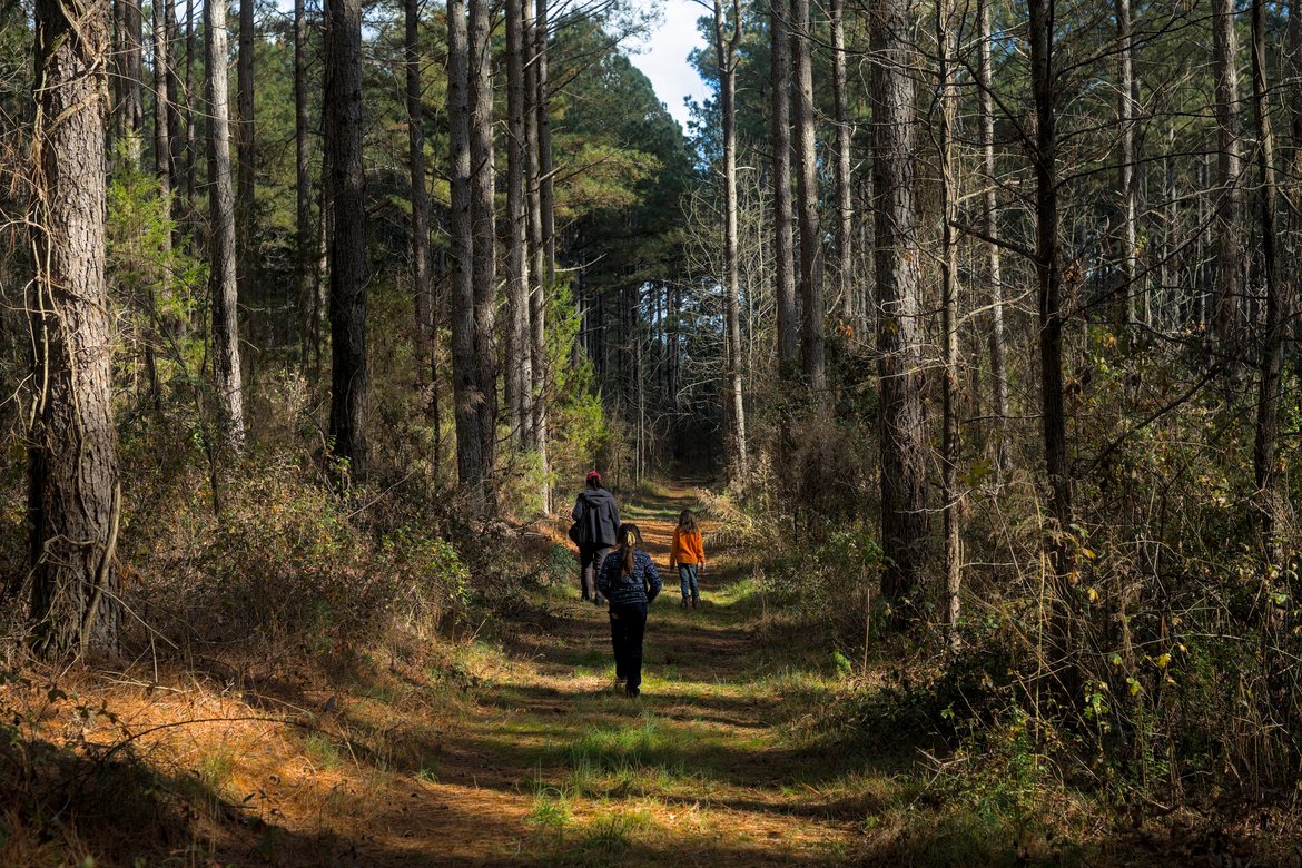 walking in the woods photographed by luxagraf