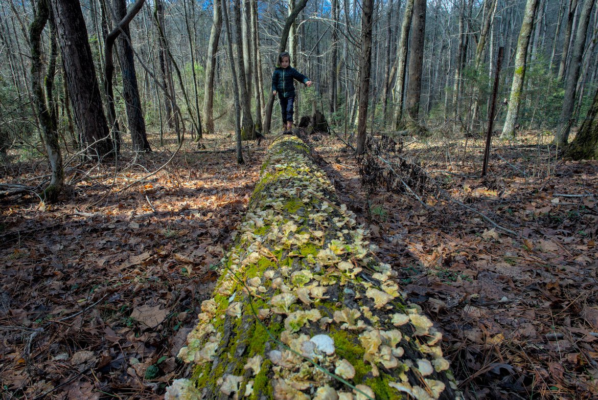 fallen tree balance beam photographed by luxagraf