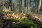 pine seedlings close up