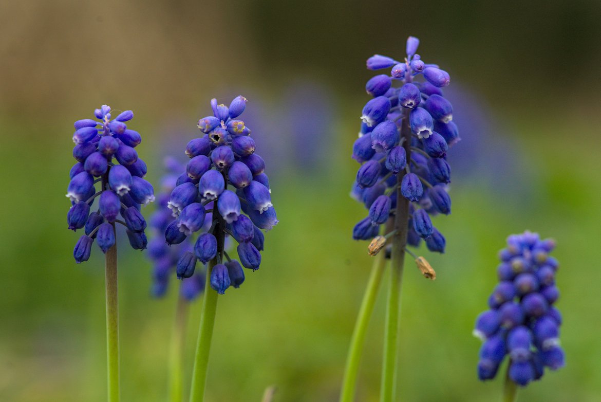 tiny blue bell shaped flowers photographed by luxagraf