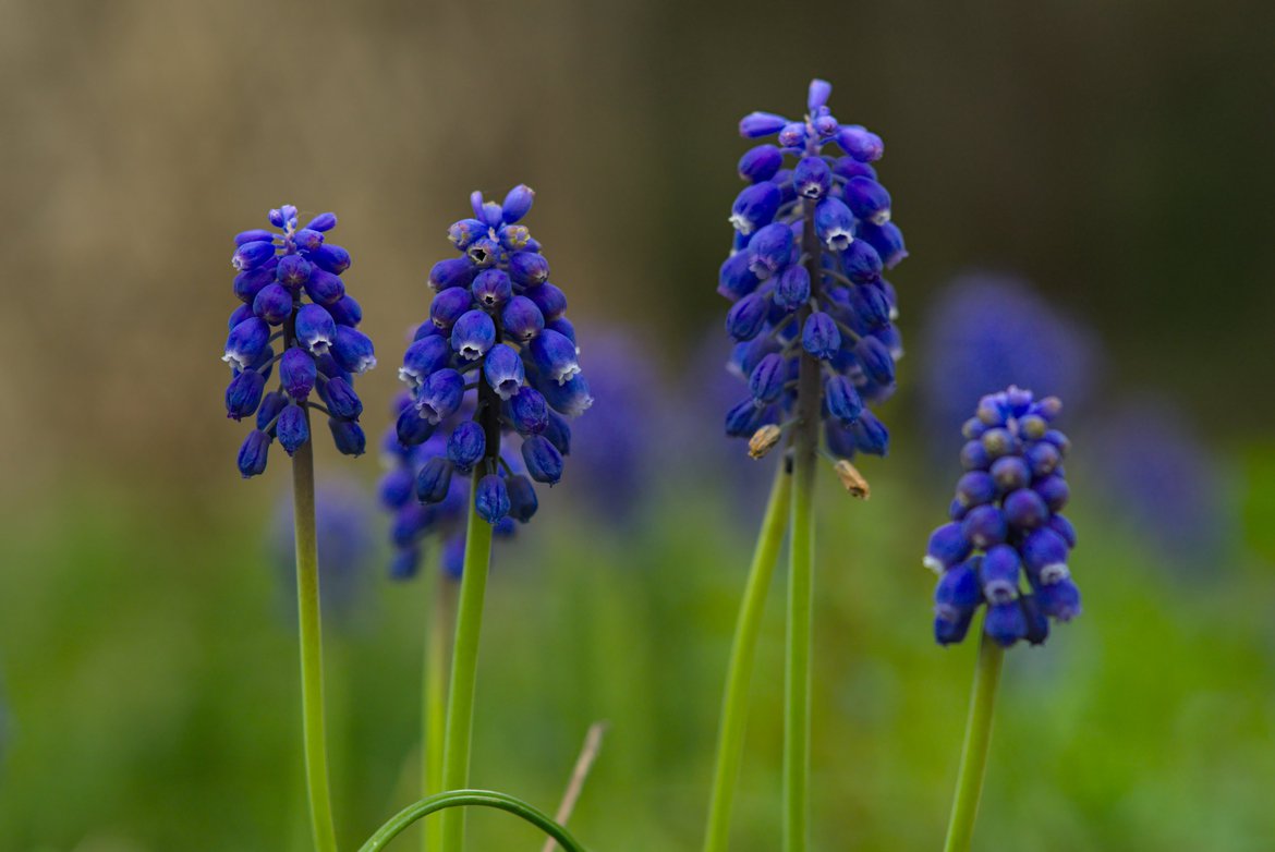 macro shot of blue flowers photographed by luxagraf