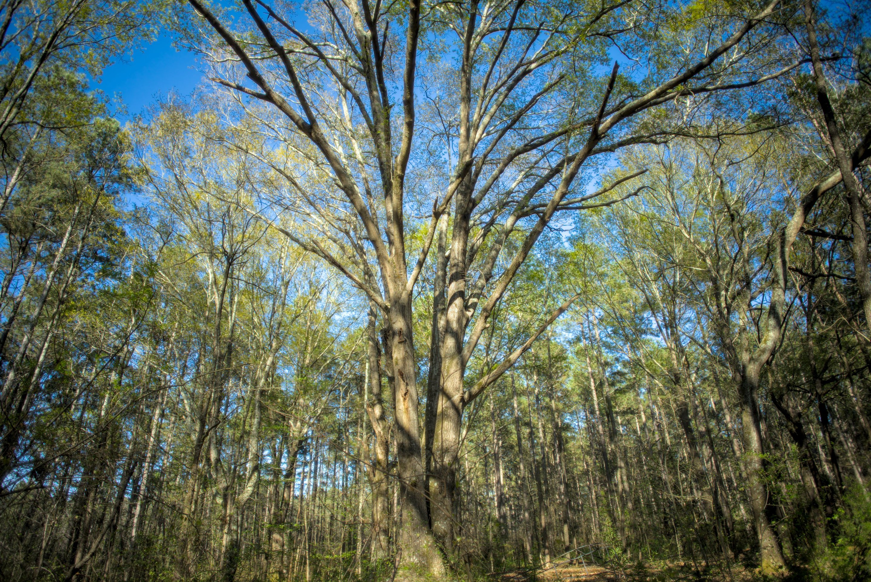 huge oak tree stretching to the sky by Scott Gilbertson