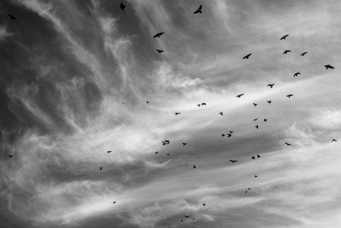 birds, sky, mexico photographed by luxagraf
