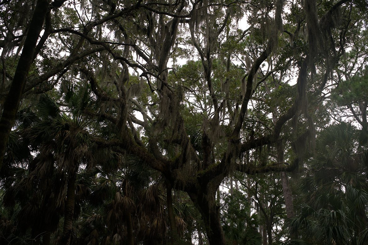 primordial forest, hunting island, sc photographed by luxagraf