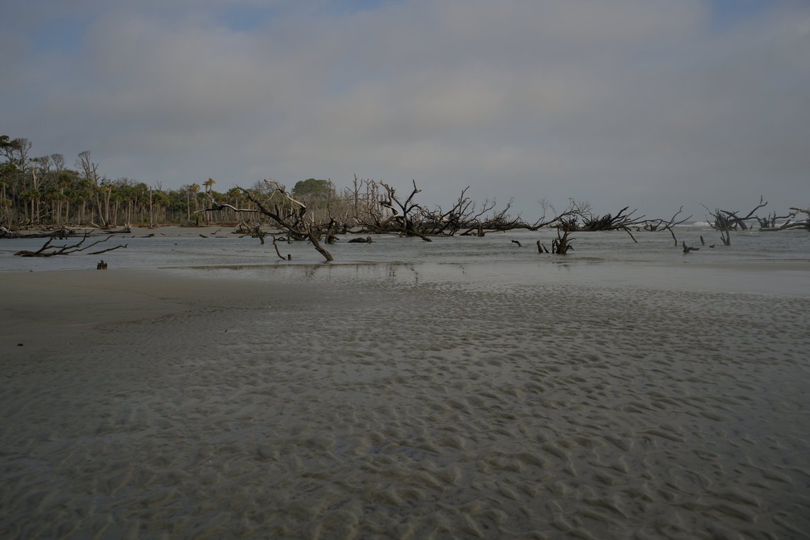 hunting island boneyard, dead trees on the shore photographed by luxagraf