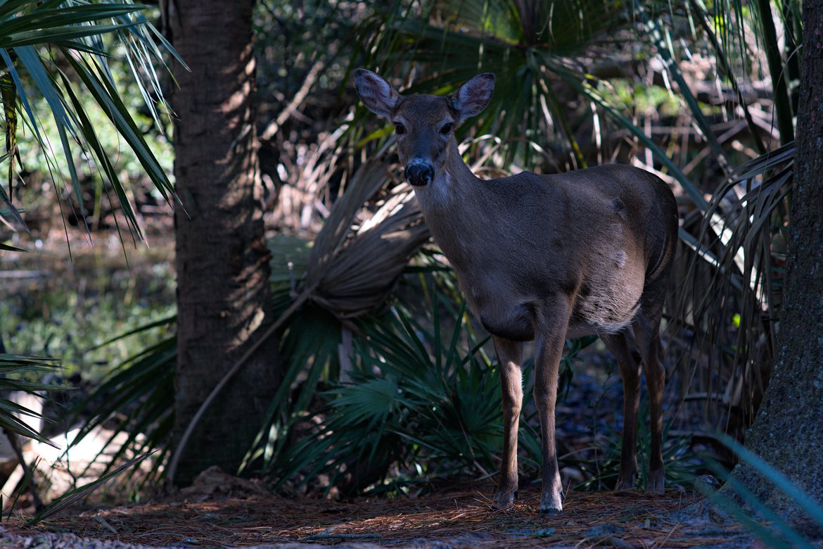 close up of a deer, hunting island campground, sc photographed by luxagraf