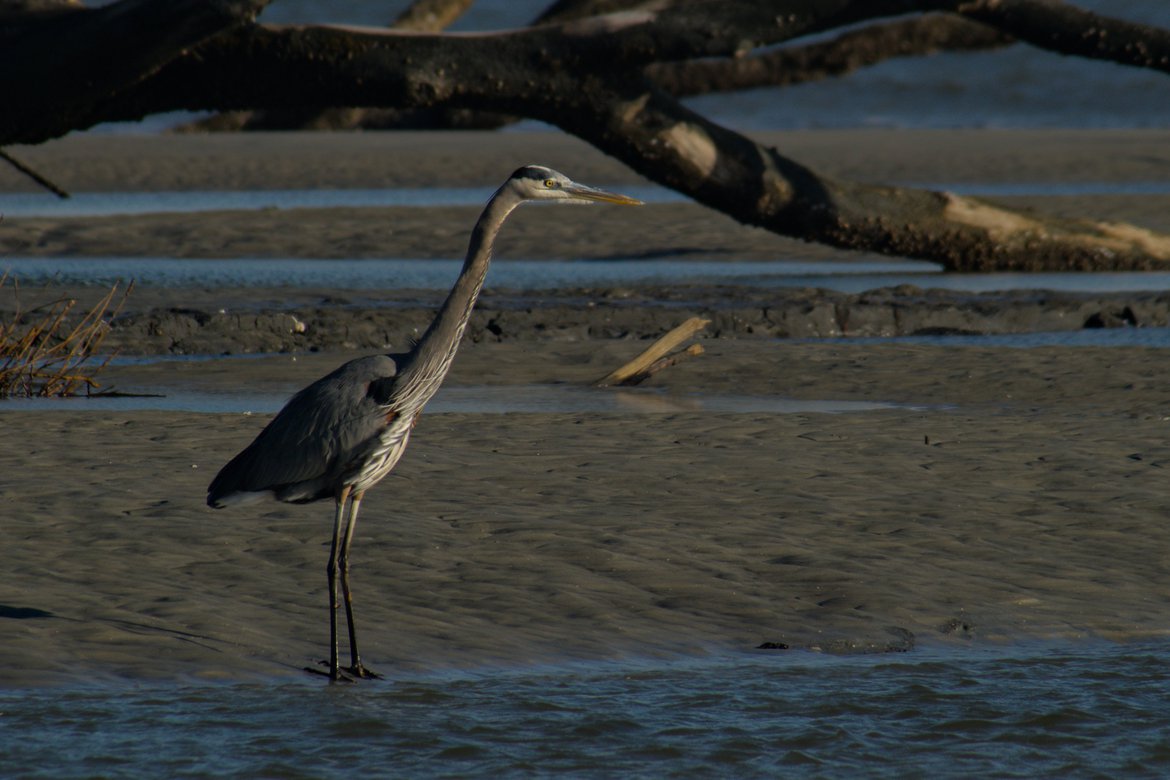 great blue heron, hunting island, sc photographed by luxagraf