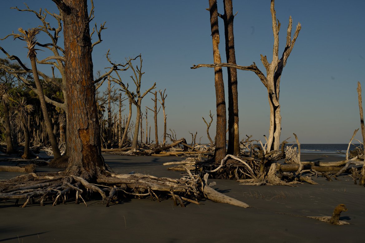 boneyard trees, Hunting Island, SC photographed by luxagraf